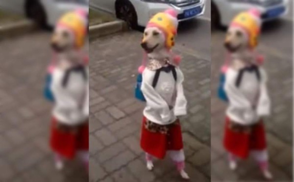 La perrita va vestida como si se dirigiera a un centro educativo. Foto YouTube.