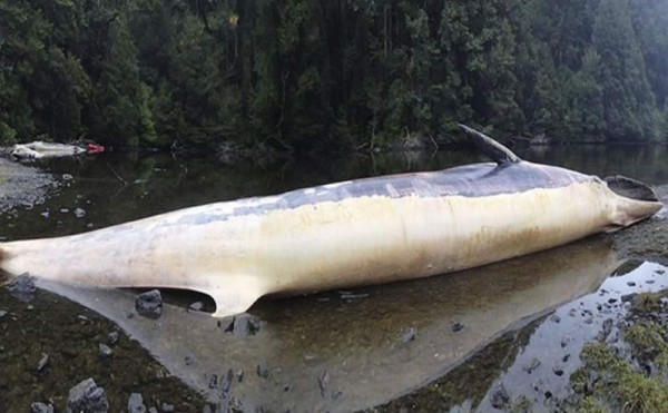 Más de 300 ballenas muertas en el extremo sur de Chile. Fuente: EFE.