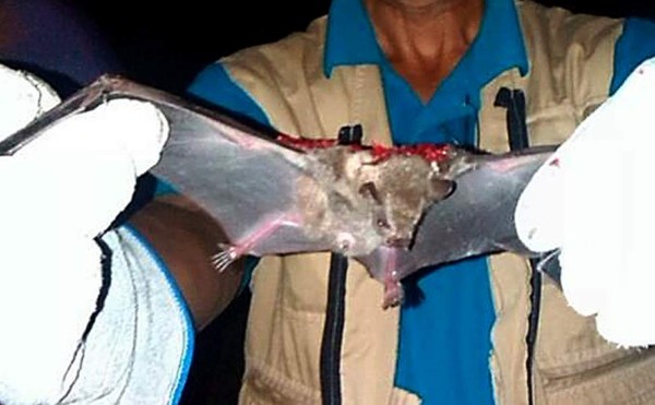 Pánico en la aldea La Ruidosa por los murciélagos vampiro