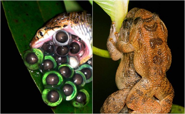 El Kamasutra en versión para ranas