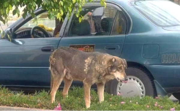Un perro aún llora a su amo en el lugar en que murió hace 5 años