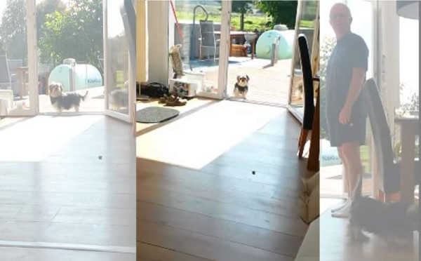 El perro no entra a casa porque cree que hay una puerta invisible. Foto YouTube.