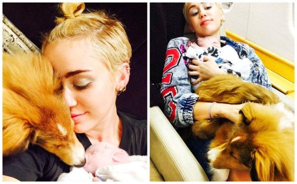 La cerdita de Miley Cyrus