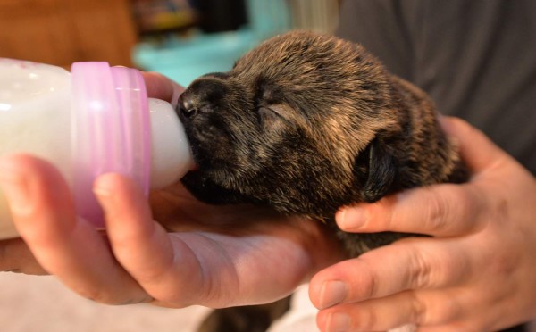 ¡17 cachorros en una sola camada!