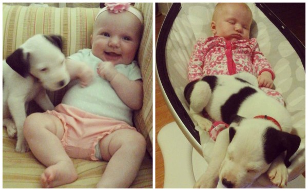 Un cachorro de pitbull es el mejor amigo de esta bebé