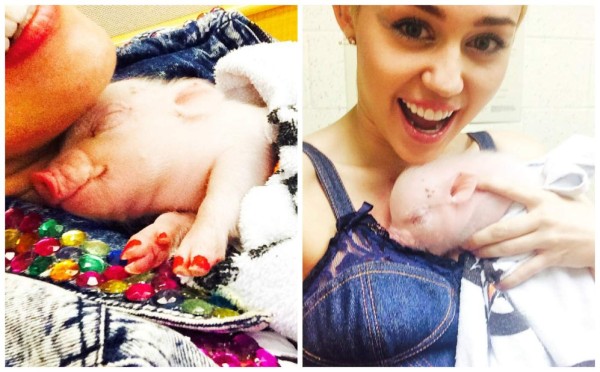 La cerdita de Miley Cyrus