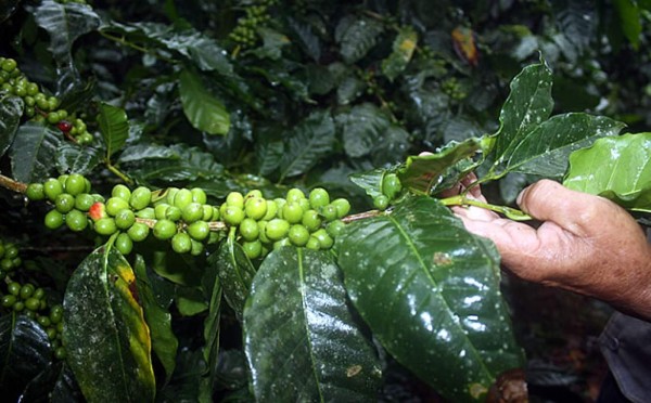 Advierten que plaga en Centroamérica provocará crisis alimentaria