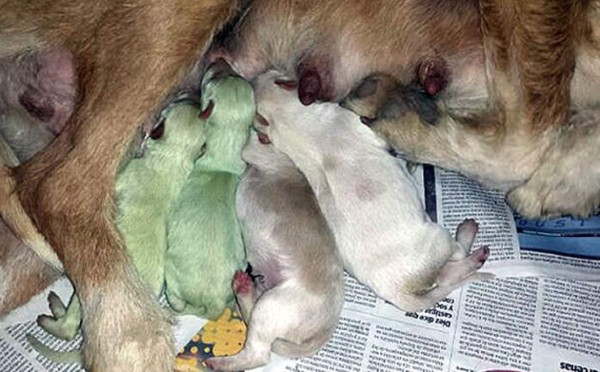 Nacen dos perros verdes en un pueblo de España