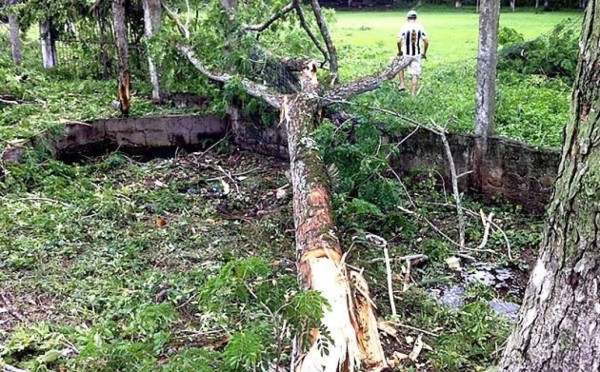 Fuertes vientos derriban árboles en el occidente de Honduras