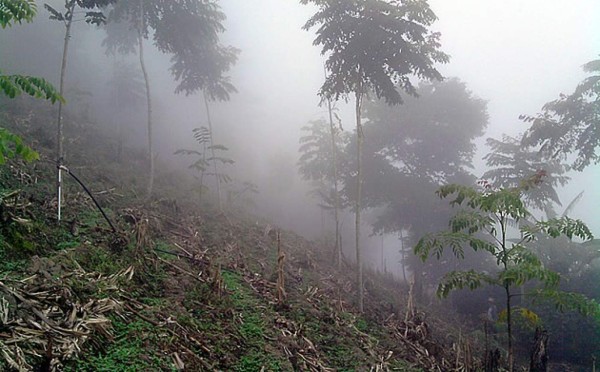 Advierten que plaga en Centroamérica provocará crisis alimentaria