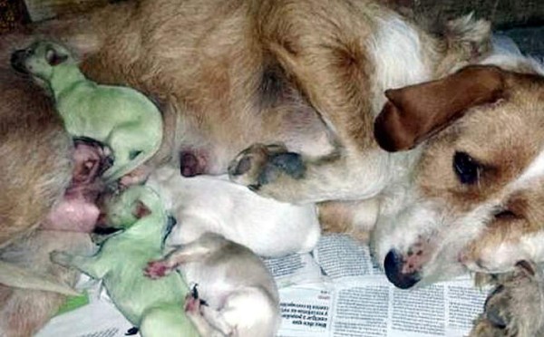 Nacen dos perros verdes en un pueblo de España