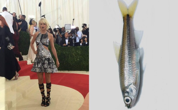 Los mejores memes de la Gala Met 2016