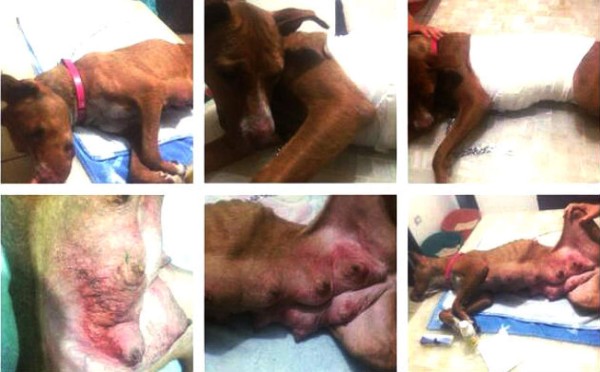 Hombre prende fuego a ocho cachorros en Jalisco, México