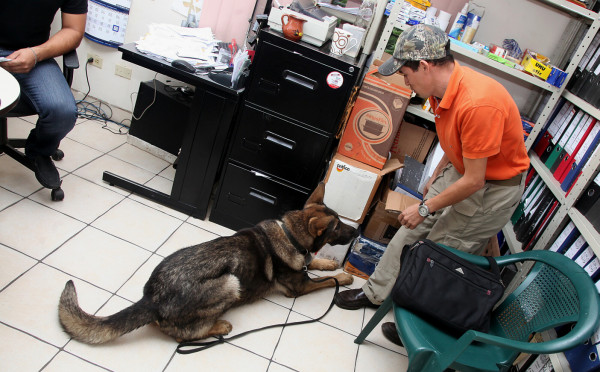 Alf, 'no es un perro drogo, trabaja por un premio”