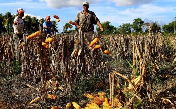 Productores hondureños prevén menos compras de maíz en 2015