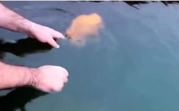 Video: Pez deja que lo acaricien