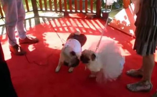 Mujer gasta 2,500 euros en boda de sus perros en Inglaterra