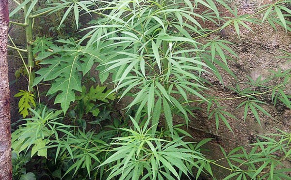 Lo capturan por tener plantas de marihuana en su vivienda