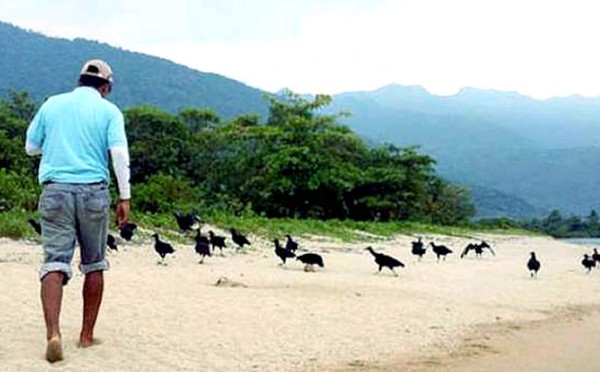 Honduras: Hallan cabeza de delfín en playa de Trujillo