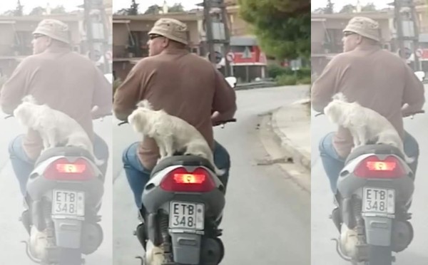 Perro disfruta el paseo en motocicleta