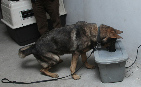 Alf, 'no es un perro drogo, trabaja por un premio”