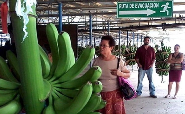 Fincas bananeras de Honduras están en paro de labores indefinido