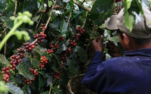 Esta semana premian por Taza de Excelencia
