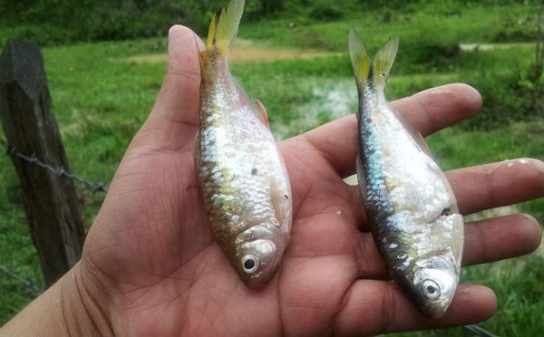Honduras: Así fue la 'Lluvia de Peces' en Victoria, Yoro