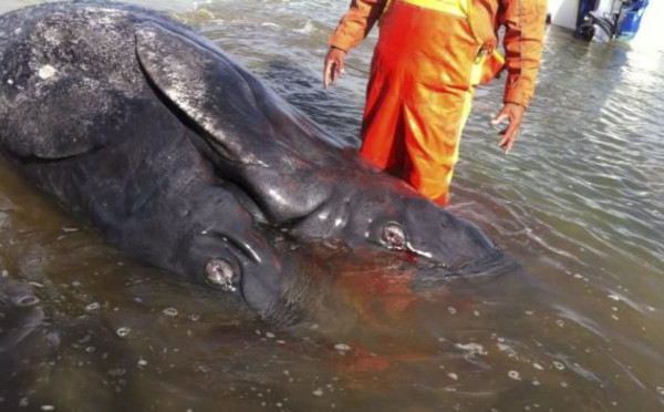 Hallan dos crías de ballena gris unidas por el vientre