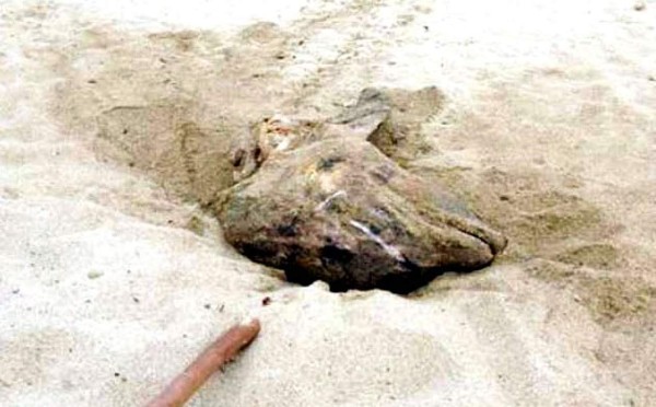 Honduras: Hallan cabeza de delfín en playa de Trujillo