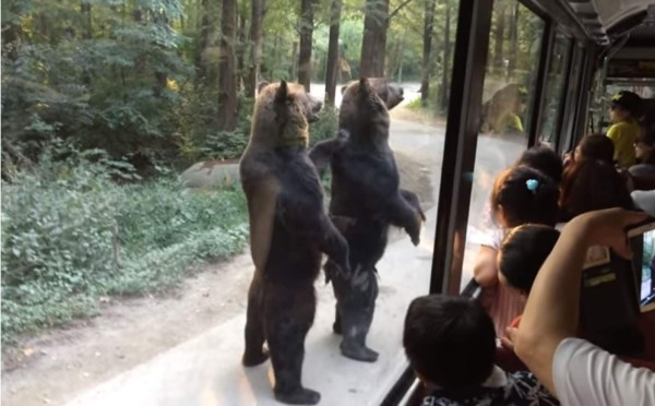 Sorprende a turistas las habilidades de unos osos