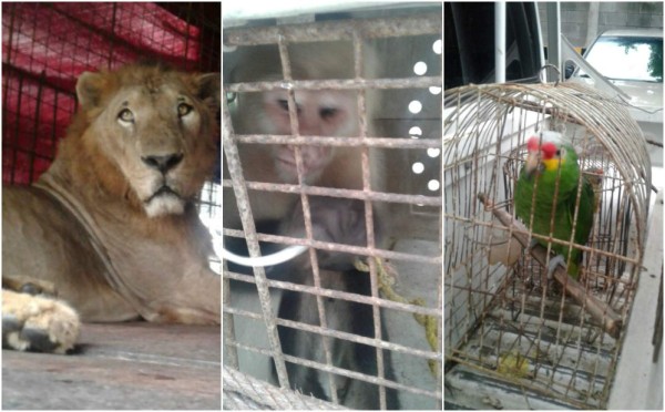 Condenan a tres años y nueve meses a propietario de circo en Choloma