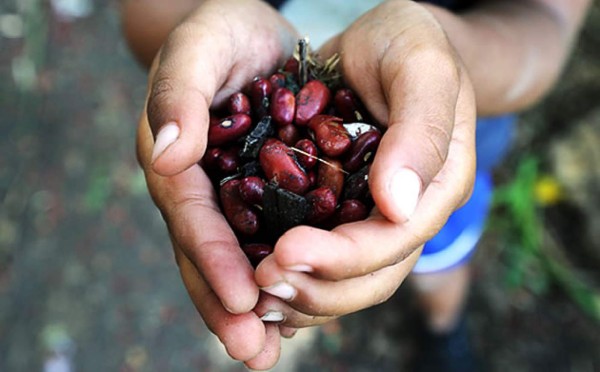 Hallan 1,000 quintales de frijoles enterrados en el oriente de Honduras