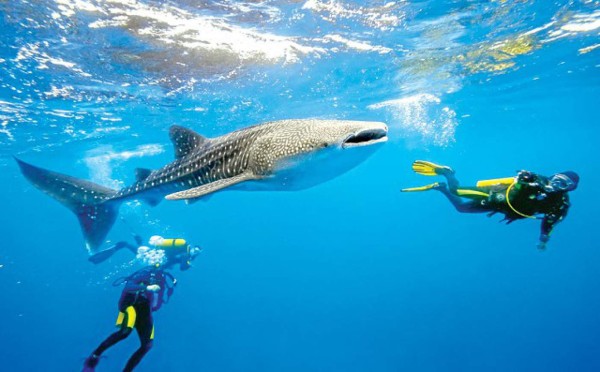 Utila declarada el mejor Sitio de Buceo del Caribe