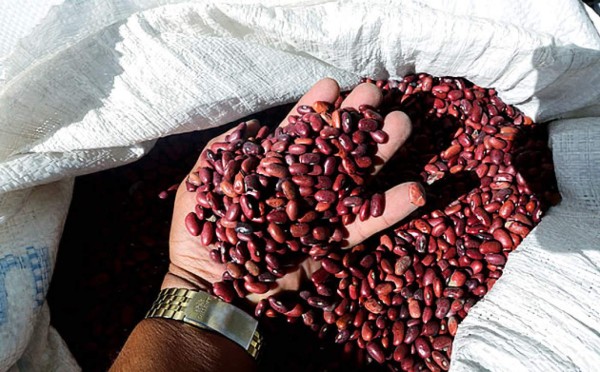 Hallan 1,000 quintales de frijoles enterrados en el oriente de Honduras