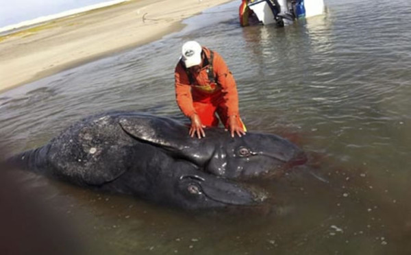 Hallan dos crías de ballena gris unidas por el vientre