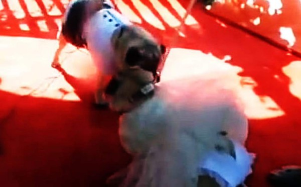 Mujer gasta 2,500 euros en boda de sus perros en Inglaterra