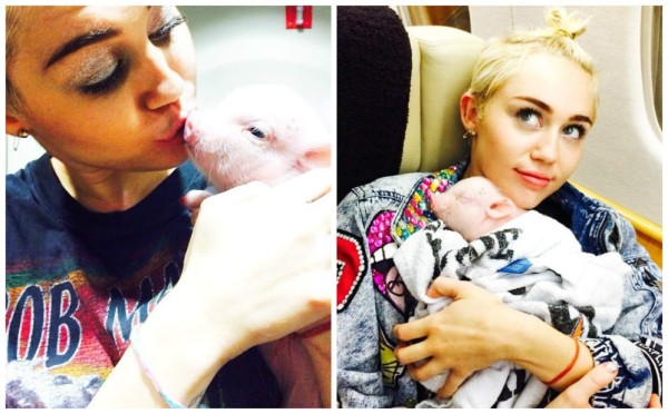 La cerdita de Miley Cyrus