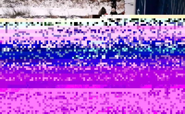 El perro quedó atrapado en un río en Polonia cubierto de hielo. Foto YouTube.