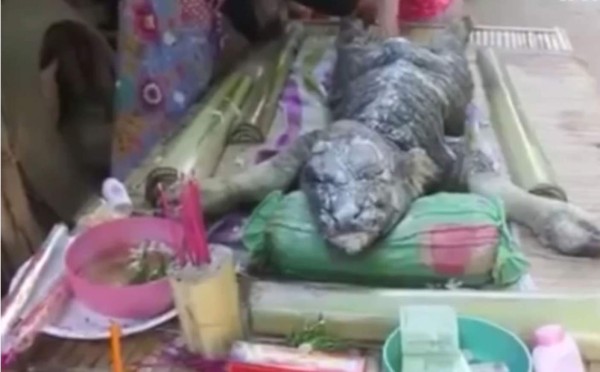 Hallan una bestia que es 'mitad cocodrilo y mitad búfalo'