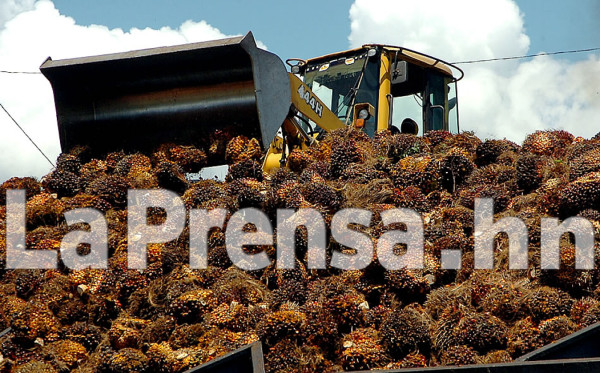 Honduras invertirá 71 millones dólares en producción de palma