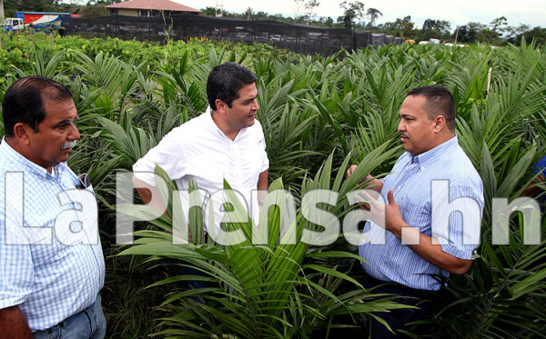 Honduras invertirá 71 millones dólares en producción de palma