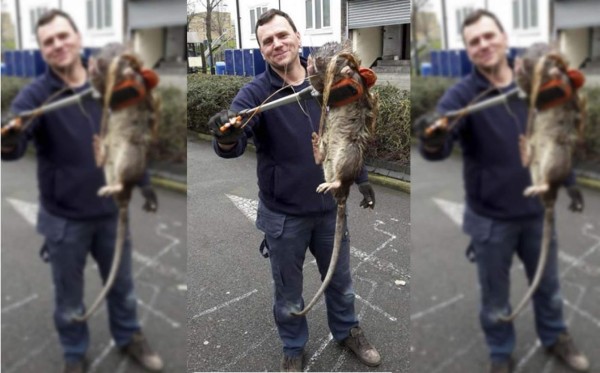 Encuentran una rata gigante del tamaño de un niño de 4 años