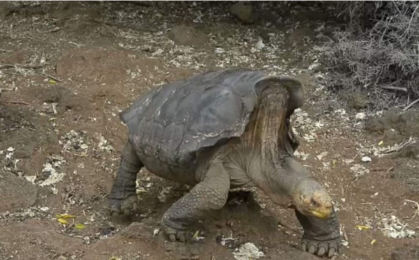 Diego, la tortuga macho que salvó a su especie en las Galápagos