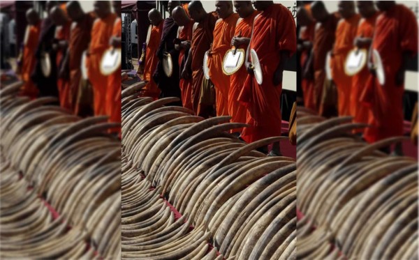 Sri Lanka destruye más de 300 colmillos de elefante para dar ejemplo