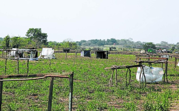 El Instituto Nacional Agrario hondureño enfrenta más de 40 demandas