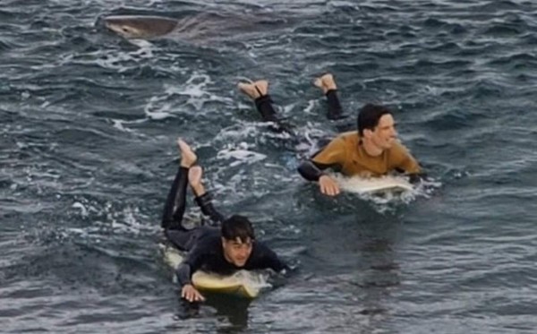 Un surfista sobrevive a puñetazos al ataque de un tiburón en Australia