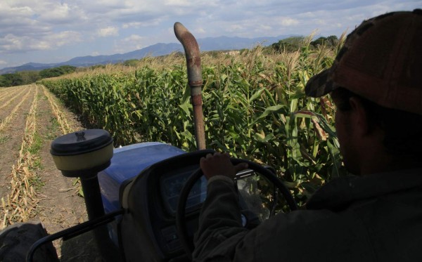 Productores esperan facilidades para acceder a fideicomiso