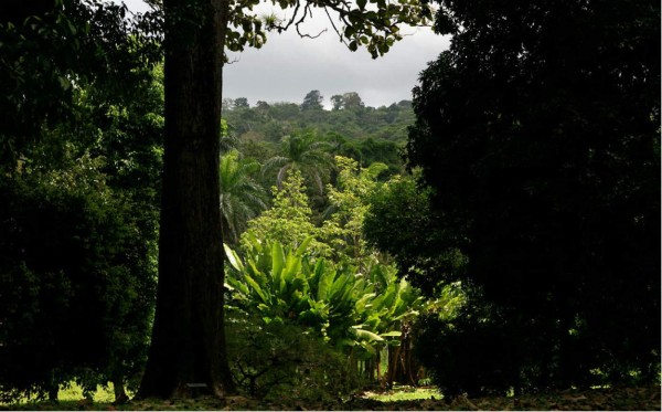 Lancetilla: Reserva en Caribe de Honduras desde hace 89 años