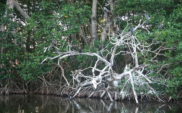 Tela: Ciudad turística por excelencia en el norte de Honduras